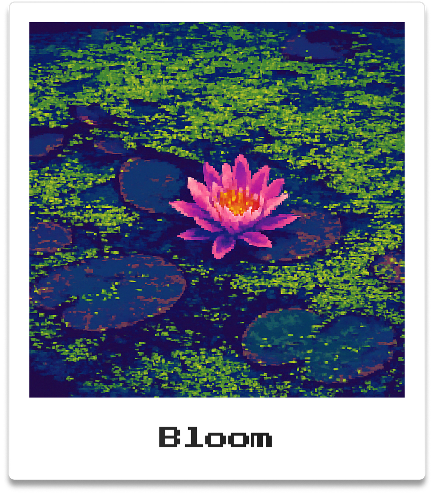Bloom
